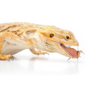 EXO TERRA Miska płaska M (22x19x3,5cm)