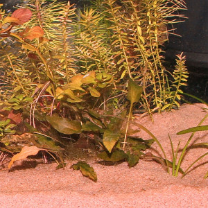 JBL Sansibar Red 5kg - podłoże drobne