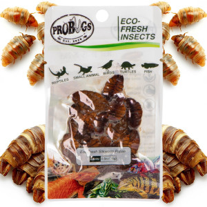 ProBugs Eco-Fresh Silkworm 15 x 15g - świeże larwy jedwabnika 15 saszetek