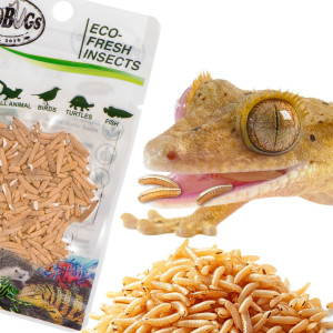 ProBugs Eco-Fresh Riceworm 15 x 15g - świeże larwy muchy 15 szaszetek