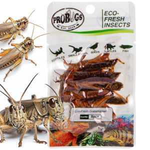 ProBugs Eco-Fresh Grasshopper 15 x 8pcs - świeże koniki polne 15 saszetek