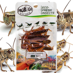 ProBugs Eco-Fresh Grasshopper 15 x 8pcs - świeże koniki polne 15 saszetek