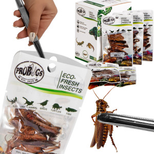 ProBugs Eco-Fresh Grasshopper 15 x 8pcs - świeże koniki polne 15 saszetek