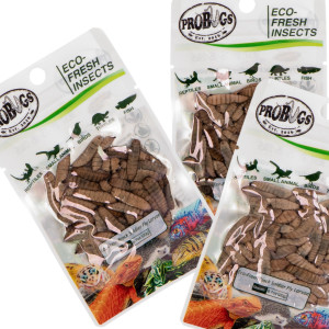 ProBugs Eco-Fresh Black Solider Fly Larvae 15 x 20g - świeże larwy muchy czarnej 15 saszetek