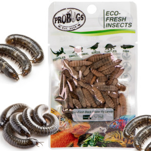 ProBugs Eco-Fresh Black Solider Fly Larvae 15 x 20g - świeże larwy muchy czarnej 15 saszetek