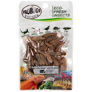 ProBugs Eco-Fresh Black Solider Fly Larvae 15 x 20g - świeże larwy muchy czarnej 15 saszetek