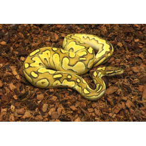 Komodo Coconut Terrain - podłoże kokosowe 6l