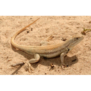 EXO TERRA Yellow Sand 4,5kg - piasek pustynny żółty