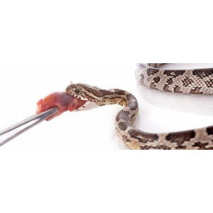 Komodo Feeding Tongs 30cm - pęseta do karmienia