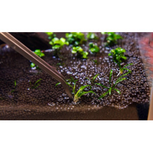 Komodo Feeding Tongs 30cm - pęseta do karmienia