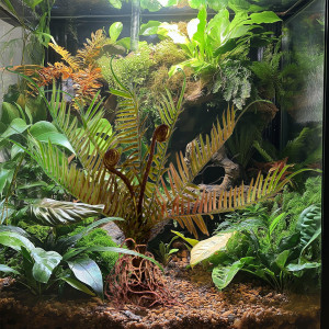 Terrario – Sztuczna roślina do terrarium - Paproć 40x14x41 cm
