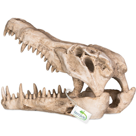 Terrario Crocodile Skull XL - czaszka krokodyla do terrarium 23x11x16 cm