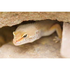 Repti-Zoo Jaskinia kamienno-gliniana 21x15x9cm