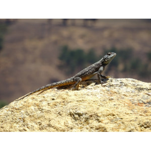 Repti-Zoo Jaskinia kamienno-gliniana 21x15x9cm