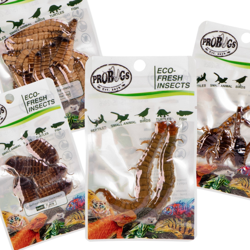Probugs Big Reptiles Set - zestaw robaków dla dużych gadów