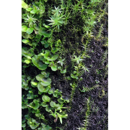 Wacool Rainforest Plant Cotton 590x440mm - hydrolon
