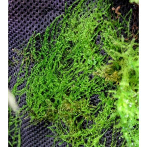 Wacool Rainforest Plant Cotton 590x440mm - hydrolon