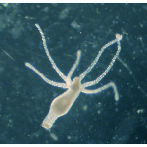 Femanga Wurzel Aktiv - preparat na ślimaki w akwarium 500ml