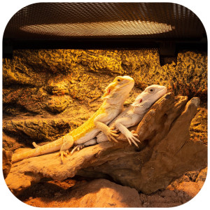 Repti-Zoo Mini Daylight Spot NANO 25W - żarówka grzewcza 2 sztuki