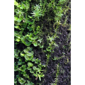 Wacool Rainforest Plant Cotton 440x440m - hydrolon