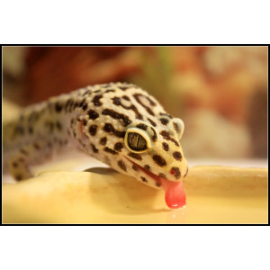 Repti-Zoo miska na wodę M 15x12x4cm