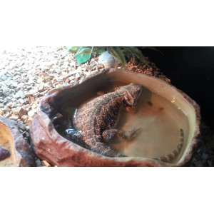 Repti-Zoo miska na wodę M 15x12x4cm