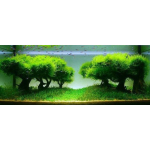 Seachem Flourish Advance 50ml - przyspiesza wzrost roślin