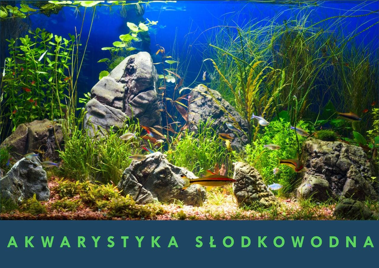 Akwarystyka słodkowodna